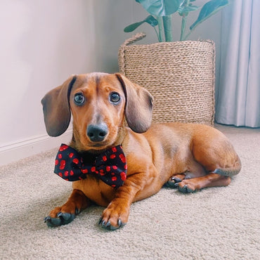 Bow Tie: So Cherry - Luscious Pup