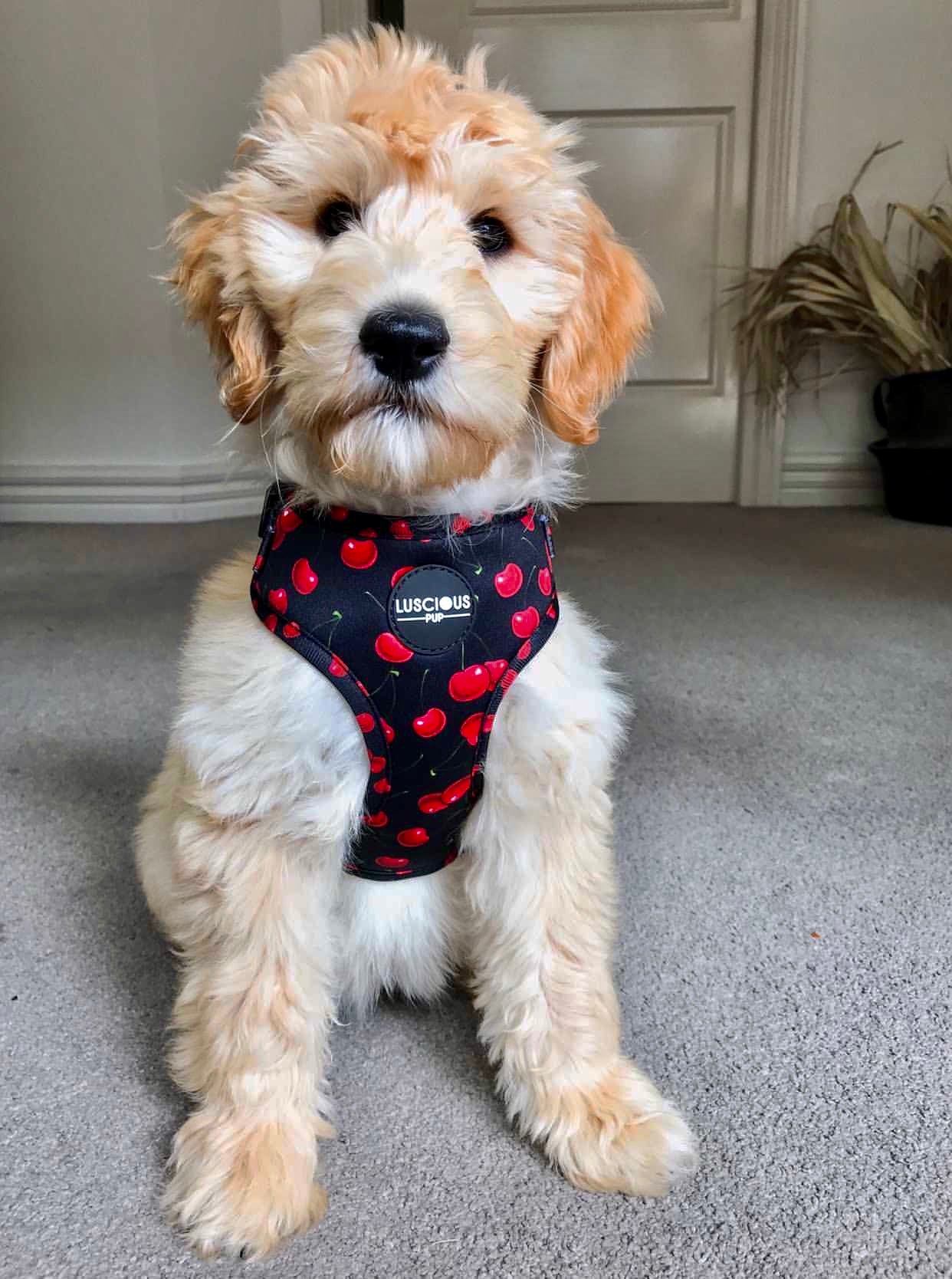 Bundle Package - So Cherry Dog Harness