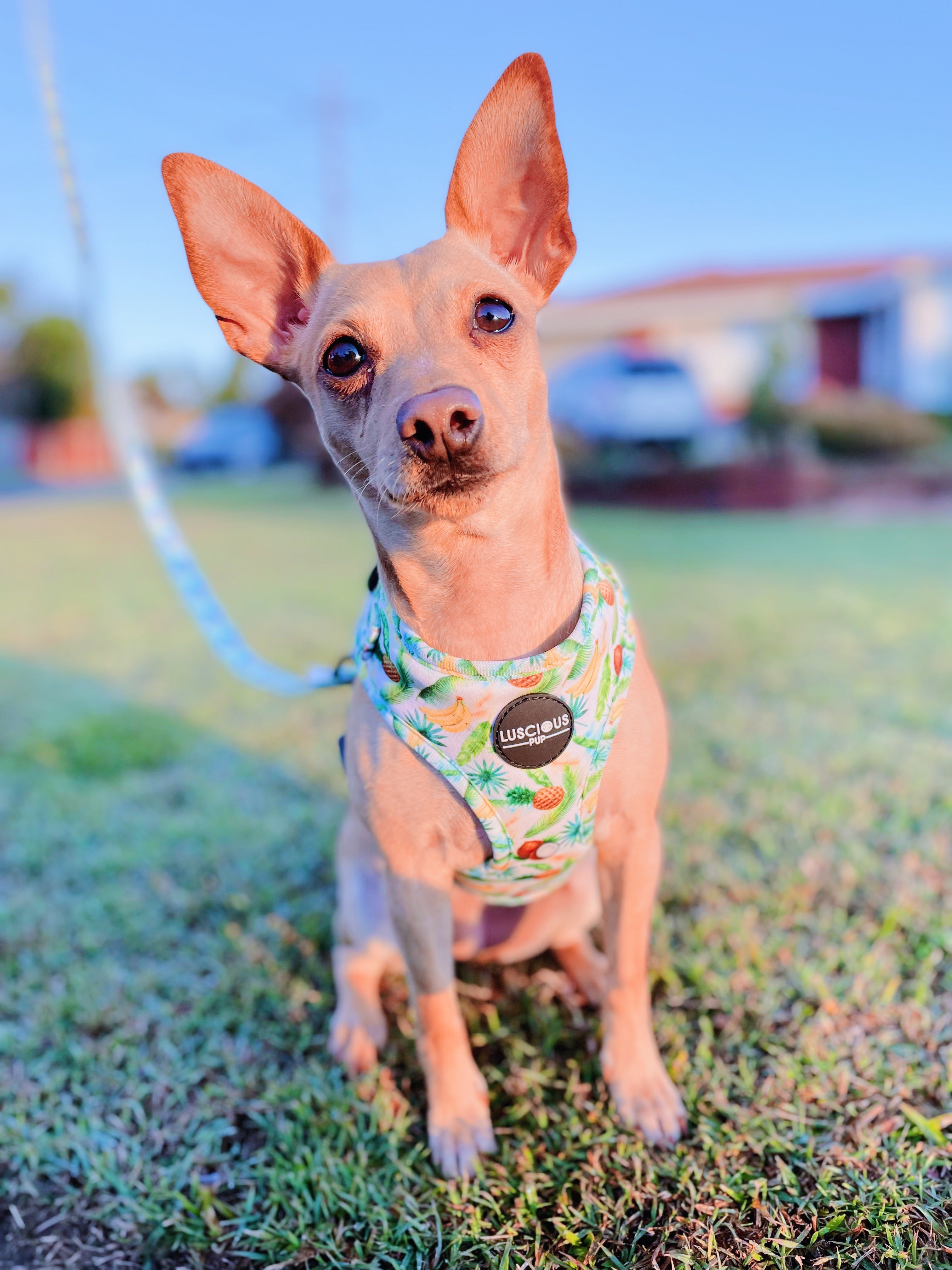 Adjustable Dog Harness: Tropical - Luscious Pup